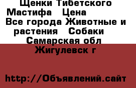 Щенки Тибетского Мастифа › Цена ­ 90 000 - Все города Животные и растения » Собаки   . Самарская обл.,Жигулевск г.